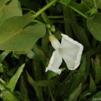 Ipomoea asarifolia (Desr.) Roem. & Schult.